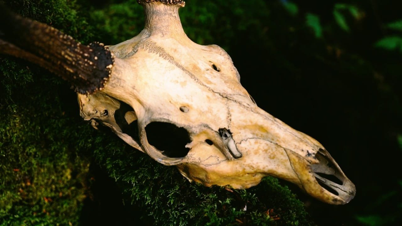 MV Review: NECRONOMIDOL – psychopomp