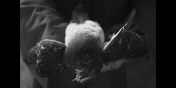 Amenra and Boris announce European tour 2018