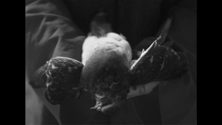 Amenra and Boris announce European tour 2018