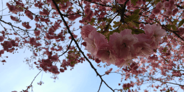 Photography: Francisca Hagen