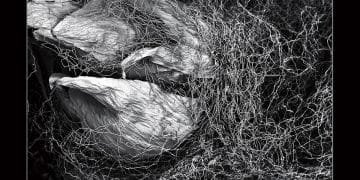 Detail cover Absence of Objective World